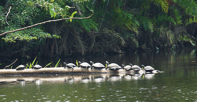 turtles